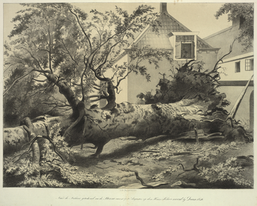 206155 Gezicht op de omgewaaide boom bij het huis Schoonoord bij Doorn na de storm in de nacht van 11 op 12 augustus ...